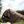 Load image into Gallery viewer, Camo Tent & Duck Blind